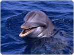 Business and Tourism portal to the towns of the Garden Route of South Africa: George, Knysna, Plettenberg Bay, Mossel Bay, Oudtshoorn, Sedgefield, Glentana, Great Brak River, Little Brak River and Hartenbos