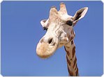 Business and Tourism portal to the towns of the Garden Route of South Africa: George, Knysna, Plettenberg Bay, Mossel Bay, Oudtshoorn, Sedgefield, Glentana, Great Brak River, Little Brak River and Hartenbos