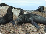 Business and Tourism portal to the towns of the Garden Route of South Africa: George, Knysna, Plettenberg Bay, Mossel Bay, Oudtshoorn, Sedgefield, Glentana, Great Brak River, Little Brak River and Hartenbos