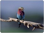 Business and Tourism portal to the towns of the Garden Route of South Africa: George, Knysna, Plettenberg Bay, Mossel Bay, Oudtshoorn, Sedgefield, Glentana, Great Brak River, Little Brak River and Hartenbos
