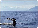 Gardenroute.com - Business and Tourism portal to the towns of the Garden Route of South Africa: George, Knysna, Plettenberg Bay, Mossel Bay, Oudtshoorn, Sedgefield, Glentana, Great Brak River, Little Brak River and Hartenbos
