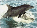 Gardenroute.com - Business and Tourism portal to the towns of the Garden Route of South Africa: George, Knysna, Plettenberg Bay, Mossel Bay, Oudtshoorn, Sedgefield, Glentana, Great Brak River, Little Brak River and Hartenbos