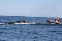 Members of the SA Whale Disentanglement Network try to help an adult humpback whale caught up in metres of netting off Plettenberg Bay. Members of the SA Whale Disentanglement Network try to help an adult humpback whale caught up in metres of netting off Plettenberg Bay.