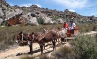 Experiencing the Cederberg's rich biodiversity and cultural heritage from a traditional donkey cart (Photo: Cederberg Heritage Route) Experiencing the Cederberg's rich biodiversity and cultural heritage from a traditional donkey cart (Photo: Cederberg Heritage Route)