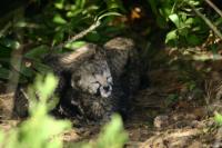First look at the Garden Route Game Lodge’s cheetah cubs - at about one day old. (Photo: LM Wallis) First look at the Garden Route Game Lodge’s cheetah cubs - at about one day old. (Photo: LM Wallis)