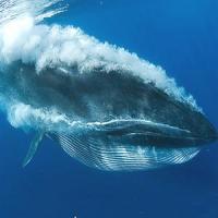 A team of researchers of the Mammal Research Institute (MRI) of the University of Pretoria began conducting research in Plettenberg Bay on Bryde's whales on April 2. A team of researchers of the Mammal Research Institute (MRI) of the University of Pretoria began conducting research in Plettenberg Bay on Bryde's whales on April 2.