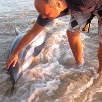 Dr Johannes Meyer of Brenton-on-Sea tried in vain to rescue a beached striped dolphin on Sunday evening, January 29. (Photo: Saskia Moulder.) Dr Johannes Meyer of Brenton-on-Sea tried in vain to rescue a beached striped dolphin on Sunday evening, January 29. (Photo: Saskia Moulder.)