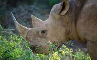 Black rhino, Limpopo province (Photo: Nigel Dennis, South African Tourism) Black rhino, Limpopo province (Photo: Nigel Dennis, South African Tourism)