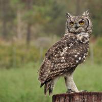 A Spotted Eagle Owl. (Photo: Jo Howell.) A Spotted Eagle Owl. (Photo: Jo Howell.)