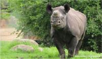 Poaching has become a serious threat to South Africa's remaining rhino population. (Photo: Jennifer Bruce) Poaching has become a serious threat to South Africa's remaining rhino population. (Photo: Jennifer Bruce)
