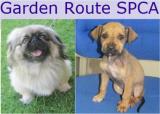 Garden Route Spca: Garden Route SPCA Garden Route Spca: Garden Route SPCA