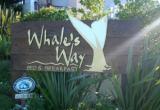 Whale: Whales Way B&B Wilderness South Africa Whale: Whales Way B&B Wilderness South Africa