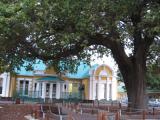 The Old Slave Tree in Yorkstreet, George, Western Cape The Old Slave Tree in Yorkstreet, George, Western Cape