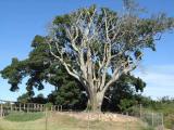 The Tree of Meeting in Pacaltsdorp The Tree of Meeting in Pacaltsdorp
