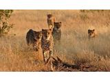 wildlife,south africa wildlife,south africa
