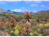 Aloe plants De Rust Garden Route Western Cape South Africa Aloe plants De Rust Garden Route Western Cape South Africa