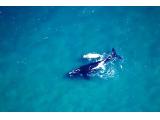 Whales Great Brak River Garden Route Western Cape South Africa Whales Great Brak River Garden Route Western Cape South Africa