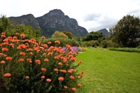 Kirstenbosch is part of the Cape Floral Kindom which was declared a Unesco World Heritage Site in 2004, Cape Town South Africa (Image: www.capetown.travel)