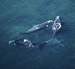 Southern Right whales. Cape Town South Africa Travel and Accommodation guide (Image: www.capetown.travel)