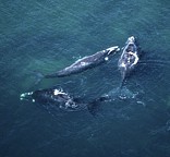Southern Right whales. Cape Town South Africa Travel and Accommodation guide (Image: www.capetown.travel)