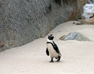 Penguin - Simons Town. Western Cape South Africa (Image: www.capetown.travel)