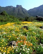 Kirstenbosch gardens. Cape Town, South Africa (Image: www.capetown.travel)