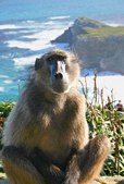 Cape Town Baboon Western Cape South Africa (Image:
www.independent.co.uk)