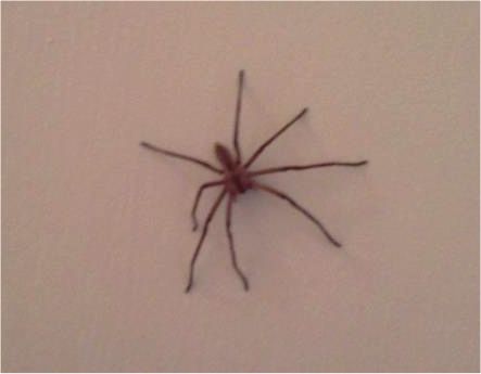 Violin+Spider Spider Violin Related Keywords & Suggestions - Spider Violin Long Tail ...