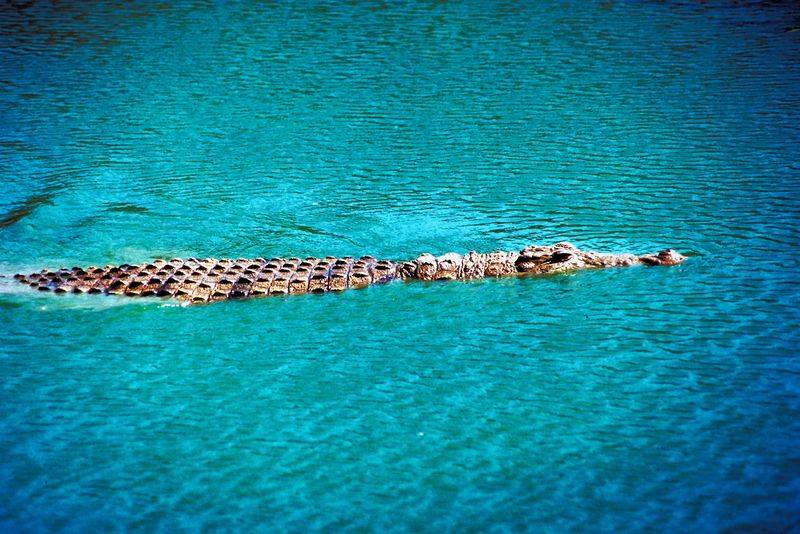 Croodille swimming  in Bayworld
