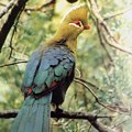 Knysna Loerie Knysna Loerie