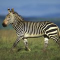 Cape Mountain Zebra Cape Mountain Zebra