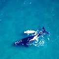 Whale mother and calf Whale mother and calf