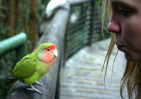 Cango Wildlife Ranch Birds Of Eden Plettenberg Bay