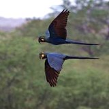 Cango Wildlife Ranch Birds Of Eden Plettenberg Bay