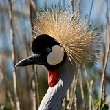 Cango Wildlife Ranch Birds Of Eden Plettenberg Bay