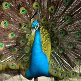 Cango Wildlife Ranch Birds Of Eden Plettenberg Bay
