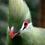Cango Wildlife Ranch Birds Of Eden Plettenberg Bay