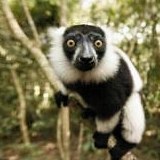 Cango Wildlife Ranch Monkeyland Primate Sanctaury Plettenberg Bay