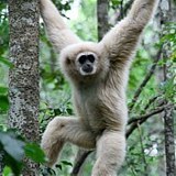 Cango Wildlife Ranch Monkeyland Primate Sanctaury Plettenberg Bay