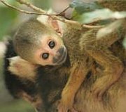 Cango Wildlife Ranch Monkeyland Primate Sanctaury Plettenberg Bay