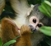 Cango Wildlife Ranch Monkeyland Primate Sanctaury Plettenberg Bay