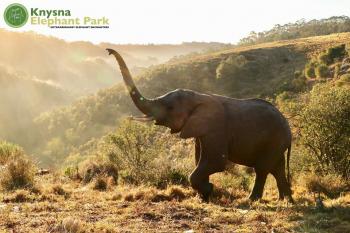 Knysna Elephant Park: Knysna Elephant Park