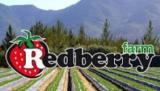 Redberry Farm: Redberry Farm George