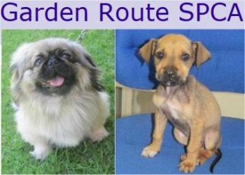 Garden Route SPCA: Garden Route SPCA