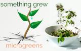 Something Grew Microgreens: Something Grew Microgreens