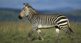 Cape Mountain Zebra