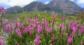 Fynbos in the Western Cape