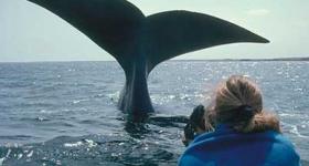 Whale breaching close to boat