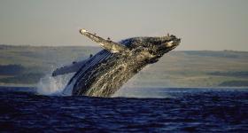 Whale breaching