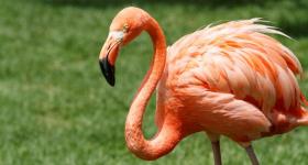 Pink flamingo at Birds Of Eden